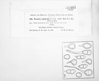 Puccinia substerilis image